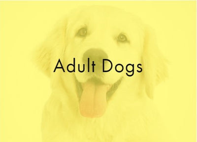 Adult Dogs