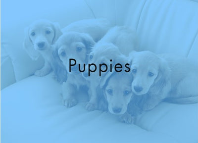 Puppies